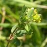 Fotografia 8 da espécie Trifolium dubium do Jardim Botânico UTAD