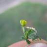 Fotografia 9 da espécie Trifolium dubium do Jardim Botânico UTAD