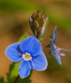 Fotografia da espécie Veronica persica