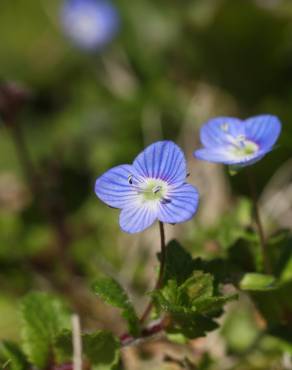 Fotografia 6 da espécie Veronica persica no Jardim Botânico UTAD