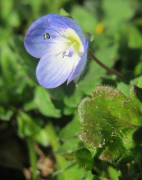 Fotografia 7 da espécie Veronica persica no Jardim Botânico UTAD