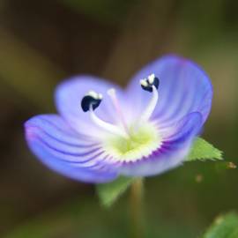 Fotografia da espécie Veronica persica