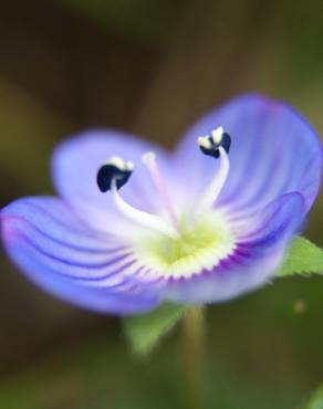 Fotografia 9 da espécie Veronica persica no Jardim Botânico UTAD