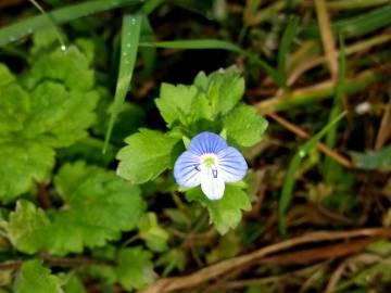 Fotografia da espécie Veronica persica
