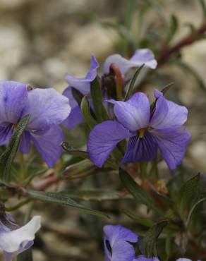 Fotografia 2 da espécie Viola arborescens no Jardim Botânico UTAD