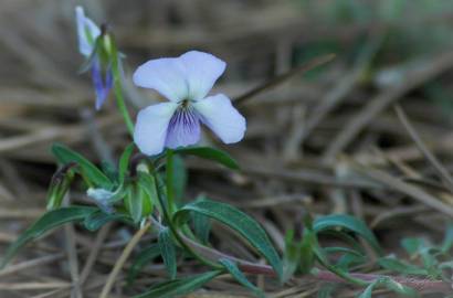 Fotografia da espécie Viola arborescens