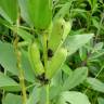 Fotografia 5 da espécie Vicia faba do Jardim Botânico UTAD