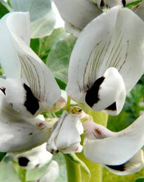 Fotografia 9 da espécie Vicia faba no Jardim Botânico UTAD