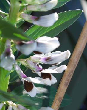 Fotografia 10 da espécie Vicia faba no Jardim Botânico UTAD