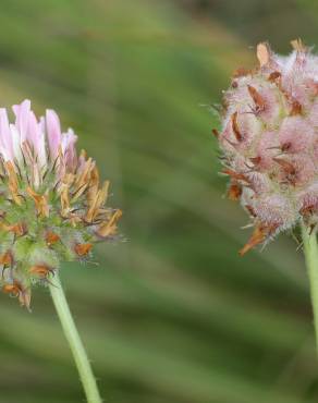 Fotografia 3 da espécie Trifolium fragiferum no Jardim Botânico UTAD