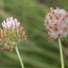 Fotografia 3 da espécie Trifolium fragiferum do Jardim Botânico UTAD