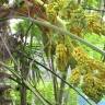 Fotografia 6 da espécie Trachycarpus fortunei do Jardim Botânico UTAD