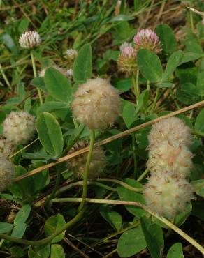 Fotografia 4 da espécie Trifolium fragiferum no Jardim Botânico UTAD