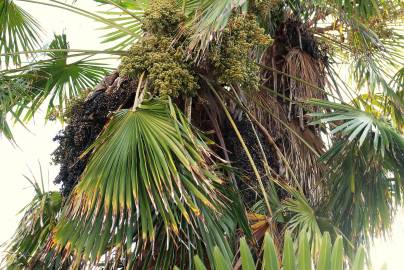 Fotografia da espécie Trachycarpus fortunei