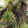 Fotografia 8 da espécie Trachycarpus fortunei do Jardim Botânico UTAD