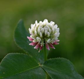 Fotografia da espécie Trifolium fragiferum