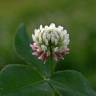 Fotografia 6 da espécie Trifolium fragiferum do Jardim Botânico UTAD