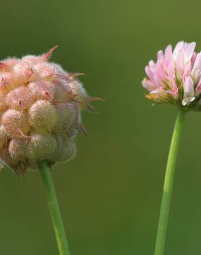 Fotografia 1 da espécie Trifolium fragiferum no Jardim Botânico UTAD