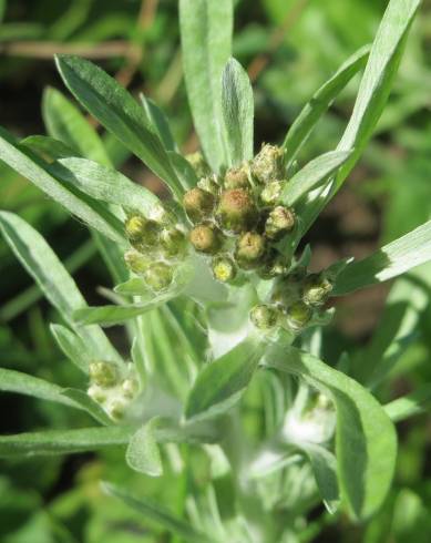 Fotografia de capa Gnaphalium uliginosum subesp. uliginosum - do Jardim Botânico