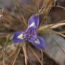 Fotografia 7 da espécie Moraea sisyrinchium do Jardim Botânico UTAD