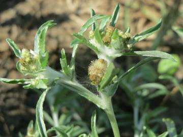 Fotografia da espécie Gnaphalium uliginosum subesp. uliginosum