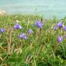 Fotografia 9 da espécie Moraea sisyrinchium do Jardim Botânico UTAD