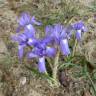 Fotografia 10 da espécie Moraea sisyrinchium do Jardim Botânico UTAD