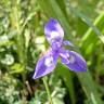 Fotografia 11 da espécie Moraea sisyrinchium do Jardim Botânico UTAD