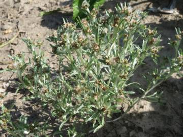 Fotografia da espécie Gnaphalium uliginosum subesp. uliginosum