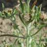 Fotografia 6 da espécie Gnaphalium uliginosum subesp. uliginosum do Jardim Botânico UTAD