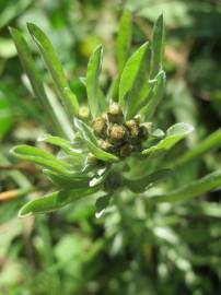 Fotografia da espécie Gnaphalium uliginosum subesp. uliginosum