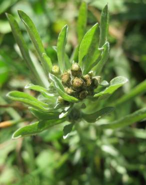 Fotografia 7 da espécie Gnaphalium uliginosum subesp. uliginosum no Jardim Botânico UTAD