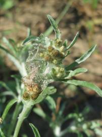 Fotografia da espécie Gnaphalium uliginosum subesp. uliginosum