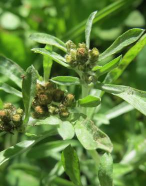 Fotografia 10 da espécie Gnaphalium uliginosum subesp. uliginosum no Jardim Botânico UTAD