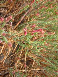 Fotografia da espécie Sarcocornia fruticosa