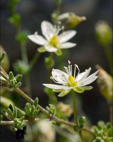 Fotografia de capa Sagina nodosa - do Jardim Botânico