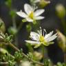 Fotografia 1 da espécie Sagina nodosa do Jardim Botânico UTAD