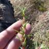 Fotografia 6 da espécie Salsola soda do Jardim Botânico UTAD