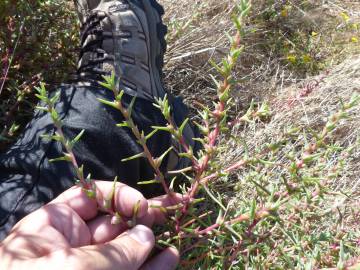 Fotografia da espécie Salsola soda