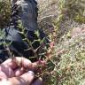 Fotografia 7 da espécie Salsola soda do Jardim Botânico UTAD