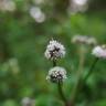 Fotografia 7 da espécie Sanicula europaea do Jardim Botânico UTAD