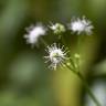 Fotografia 8 da espécie Sanicula europaea do Jardim Botânico UTAD