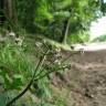 Fotografia 9 da espécie Sanicula europaea do Jardim Botânico UTAD
