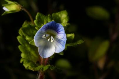 Fotografia da espécie Veronica polita