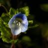 Fotografia 5 da espécie Veronica polita do Jardim Botânico UTAD