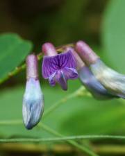 Fotografia da espécie Vicia orobus