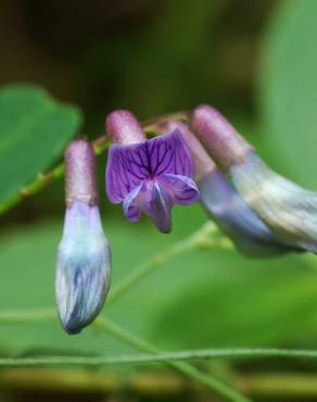 Fotografia 1 da espécie Vicia orobus no Jardim Botânico UTAD