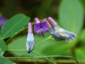 Fotografia da espécie Vicia orobus