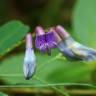 Fotografia 1 da espécie Vicia orobus do Jardim Botânico UTAD