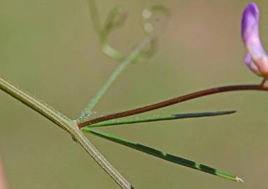 Fotografia da espécie Vicia tetrasperma